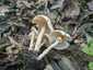 Büdös őzlábgomba (Lepiota cristata), Kisoroszi